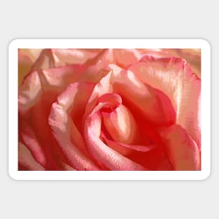 Satin Rose Sticker